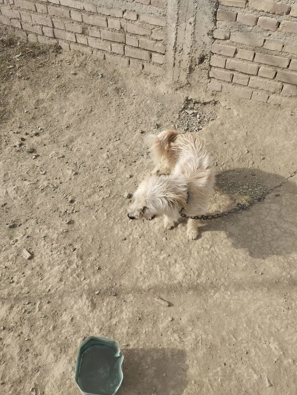 سگ پاکوتاه|سگ|سلماس, |دیوار