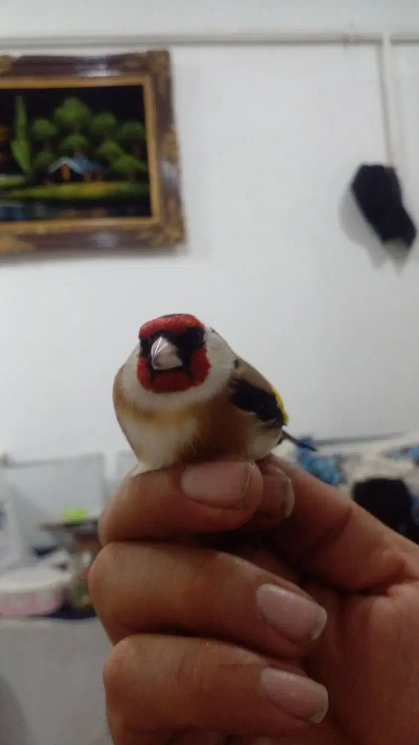 سهره نر|پرنده|رشت, جانبازان|دیوار