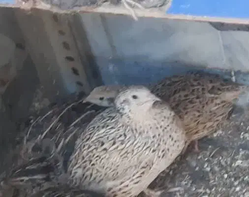 بلدرچین نر و ماده|حیوانات مزرعه|بروجرد, |دیوار