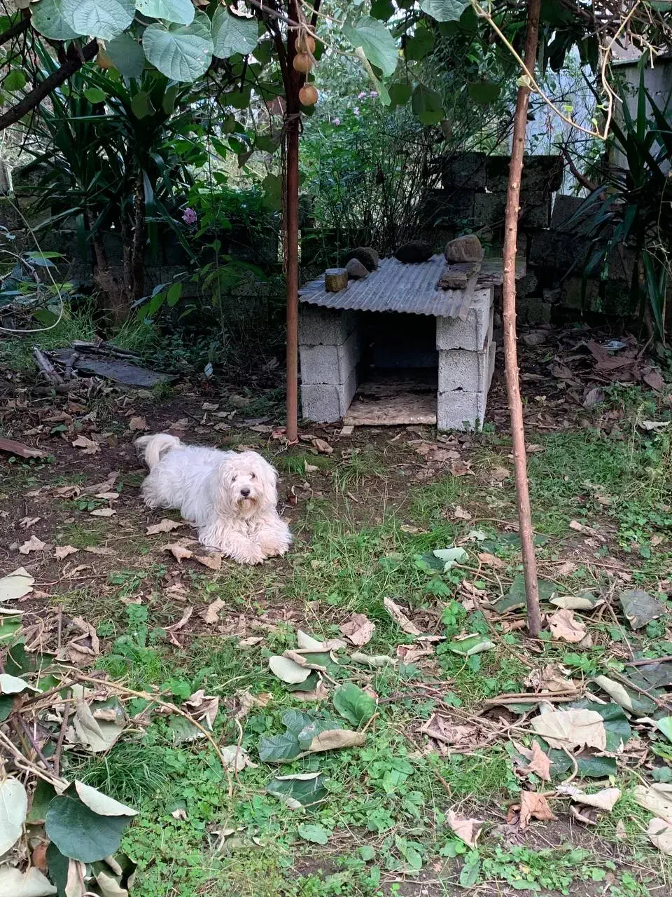 پاکوتاه|سگ|تالش, هشتپر|دیوار