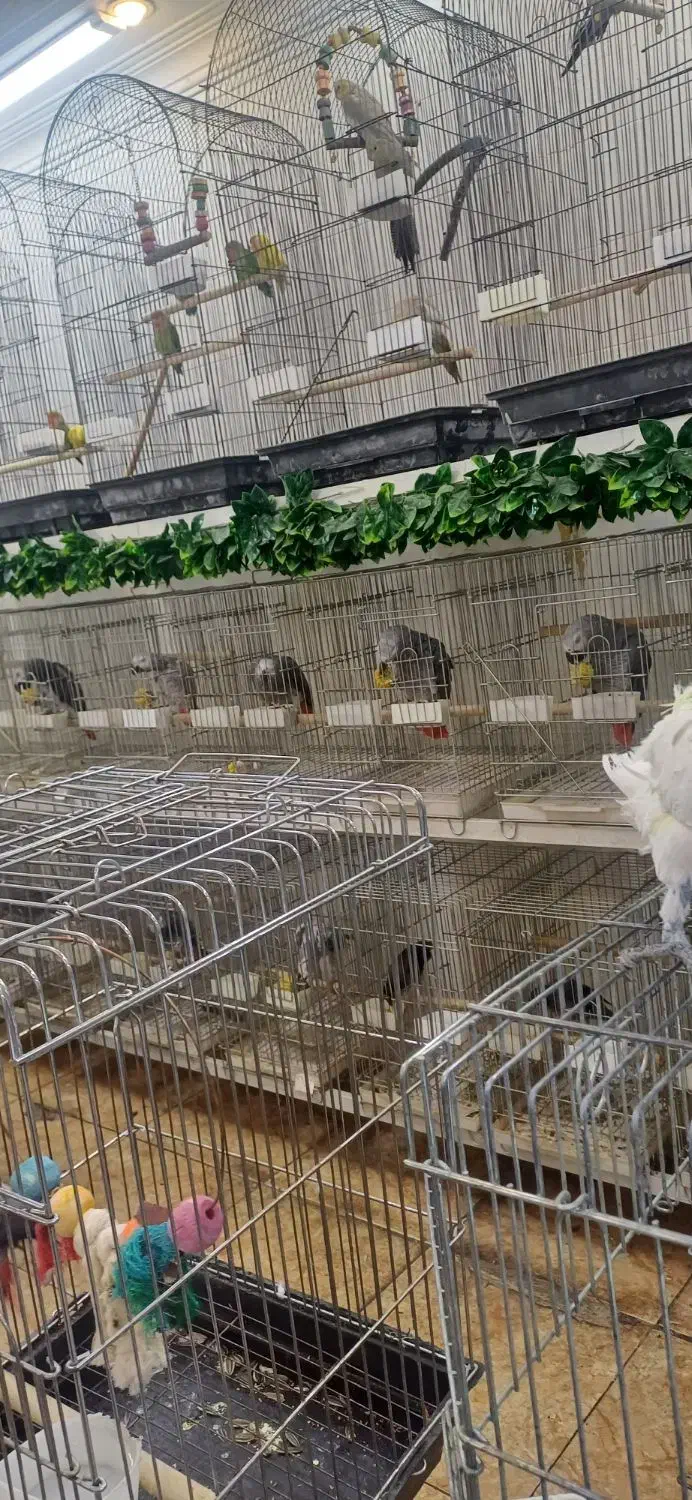 سلطان کاسکو هابه پایین ترین قیمت وبالاترین کیفیت|پرنده|تهران, اسکندری|دیوار