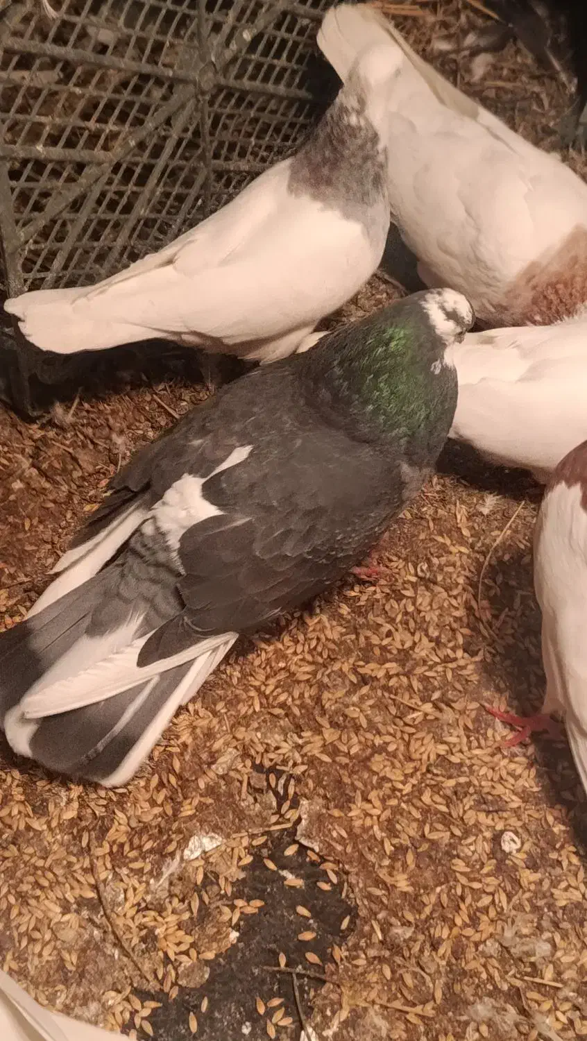 3 جفت کبوتر|پرنده|سیلوانه, |دیوار