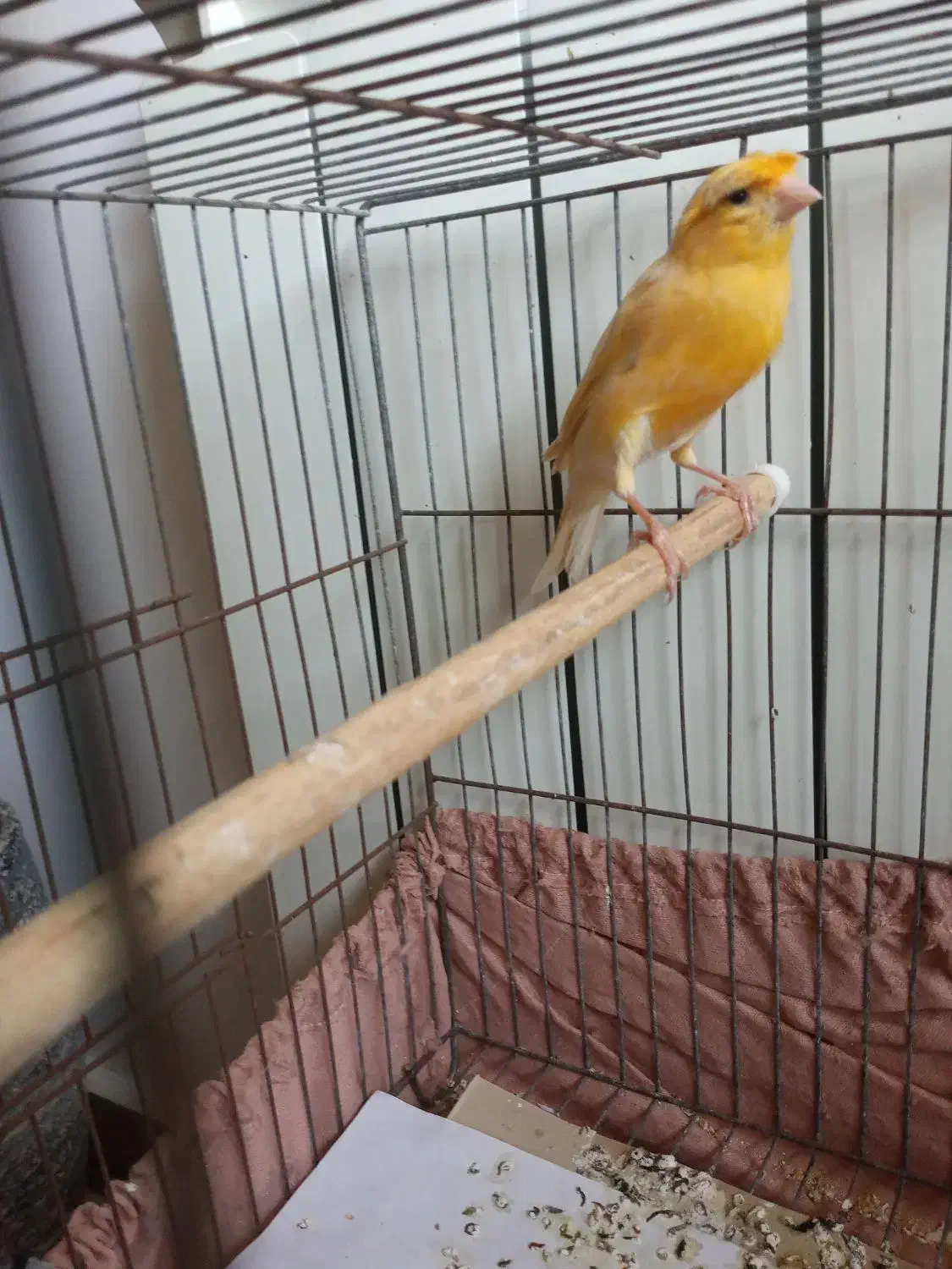 قناری نر|پرنده|رشت, سعدی (تختی)|دیوار