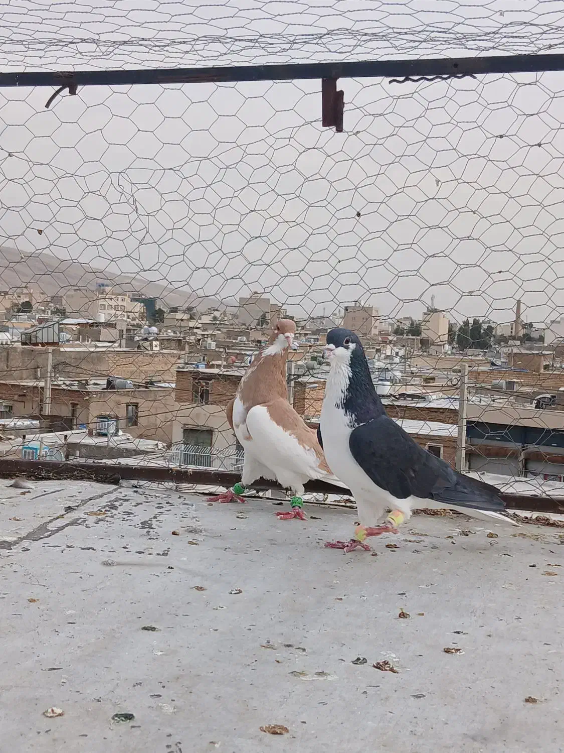 شهری|پرنده|شیراز, شهرک بهار|دیوار