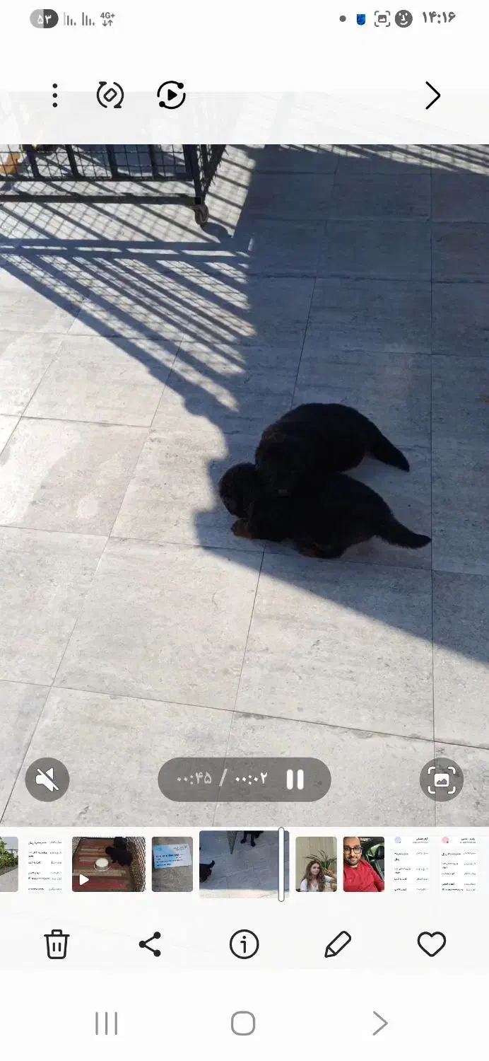 ژرمن بلک ودورنگ غذا میخورن|سگ|سرخرود, |دیوار