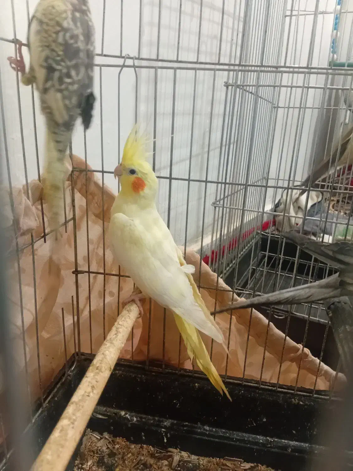 عروس هلندی|پرنده|زاغه, |دیوار