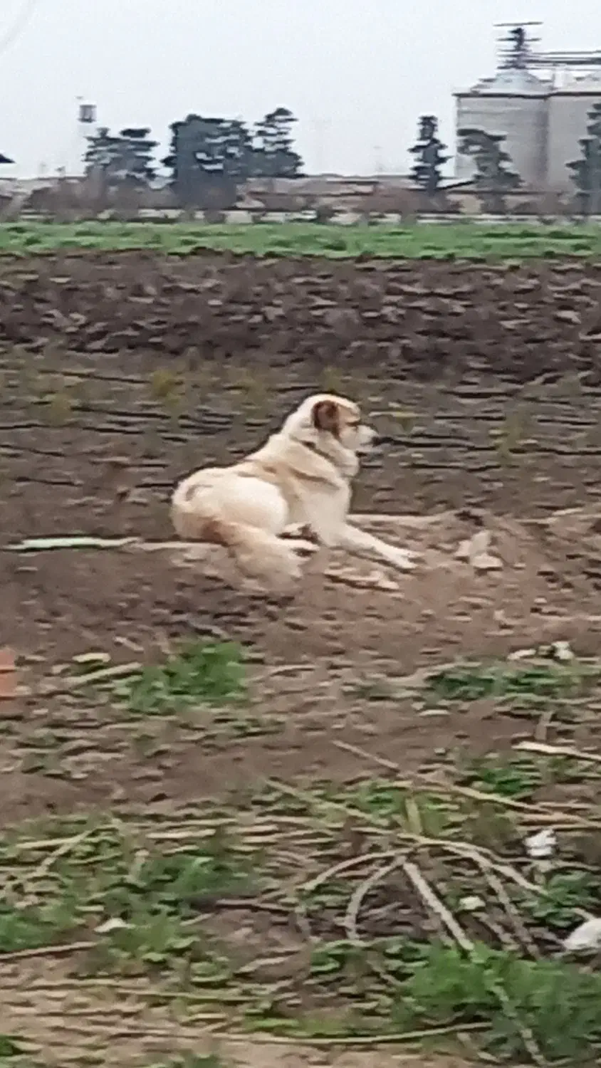 سگ الابا|سگ|خان ببین, |دیوار