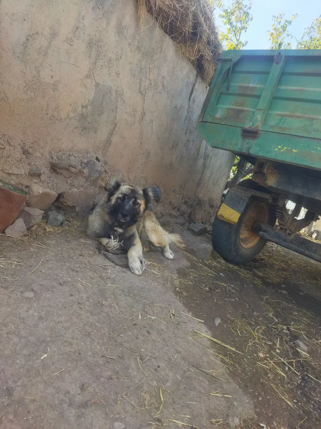 واگذاری سگ گله ای|سگ|اهر, |دیوار