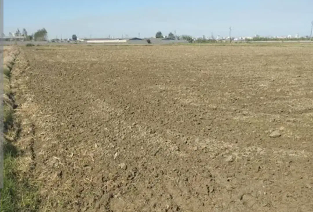 زمین کشاورزی|فروش زمین و ملک کلنگی|امام, |دیوار