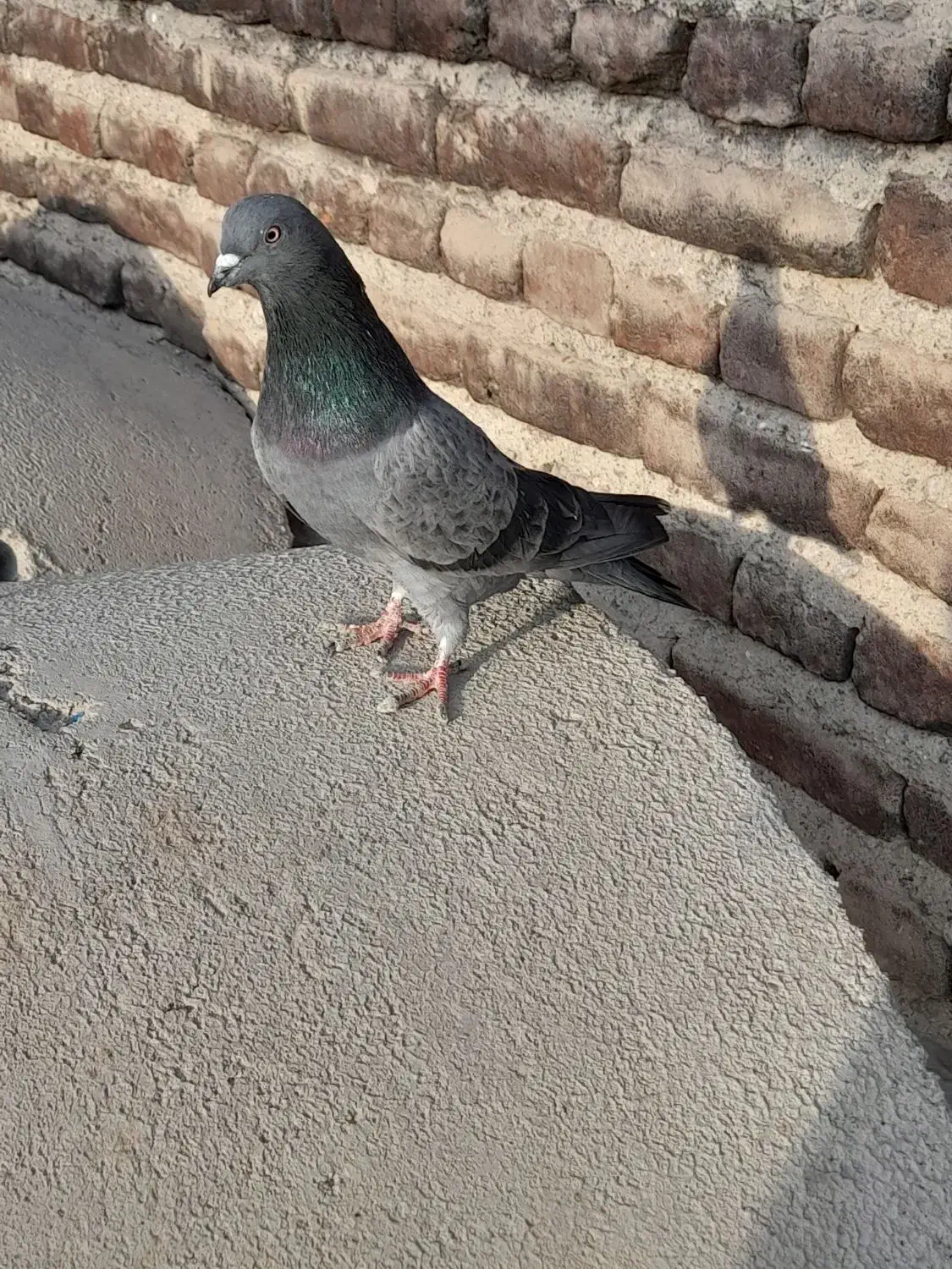 کبوتر تهرانی|پرنده|ایلخچی, |دیوار