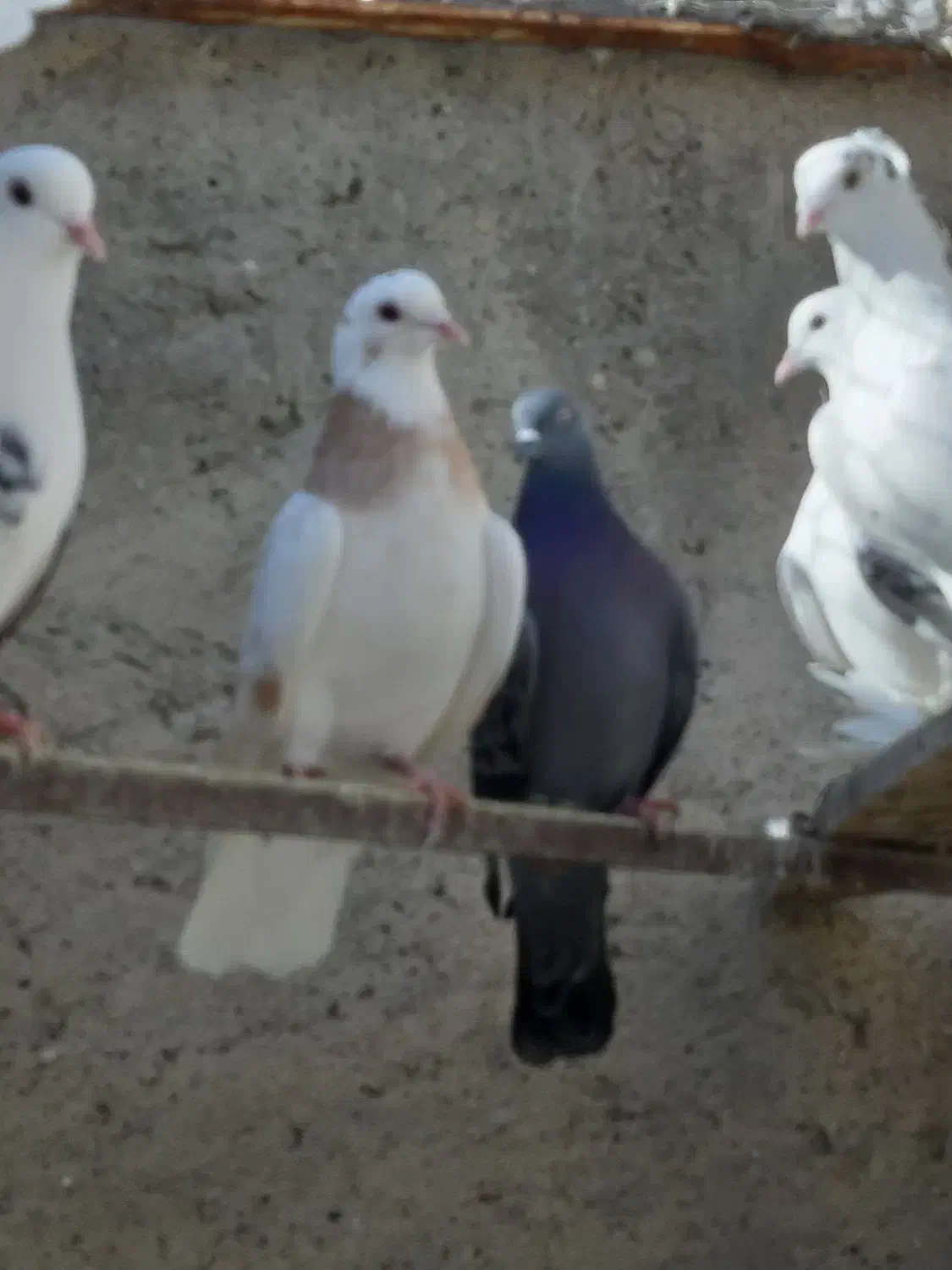 کبوتر  پرشی  و طوطی ملنگو نر وحشی|پرنده|محمدشهر, همایون ویلا|دیوار