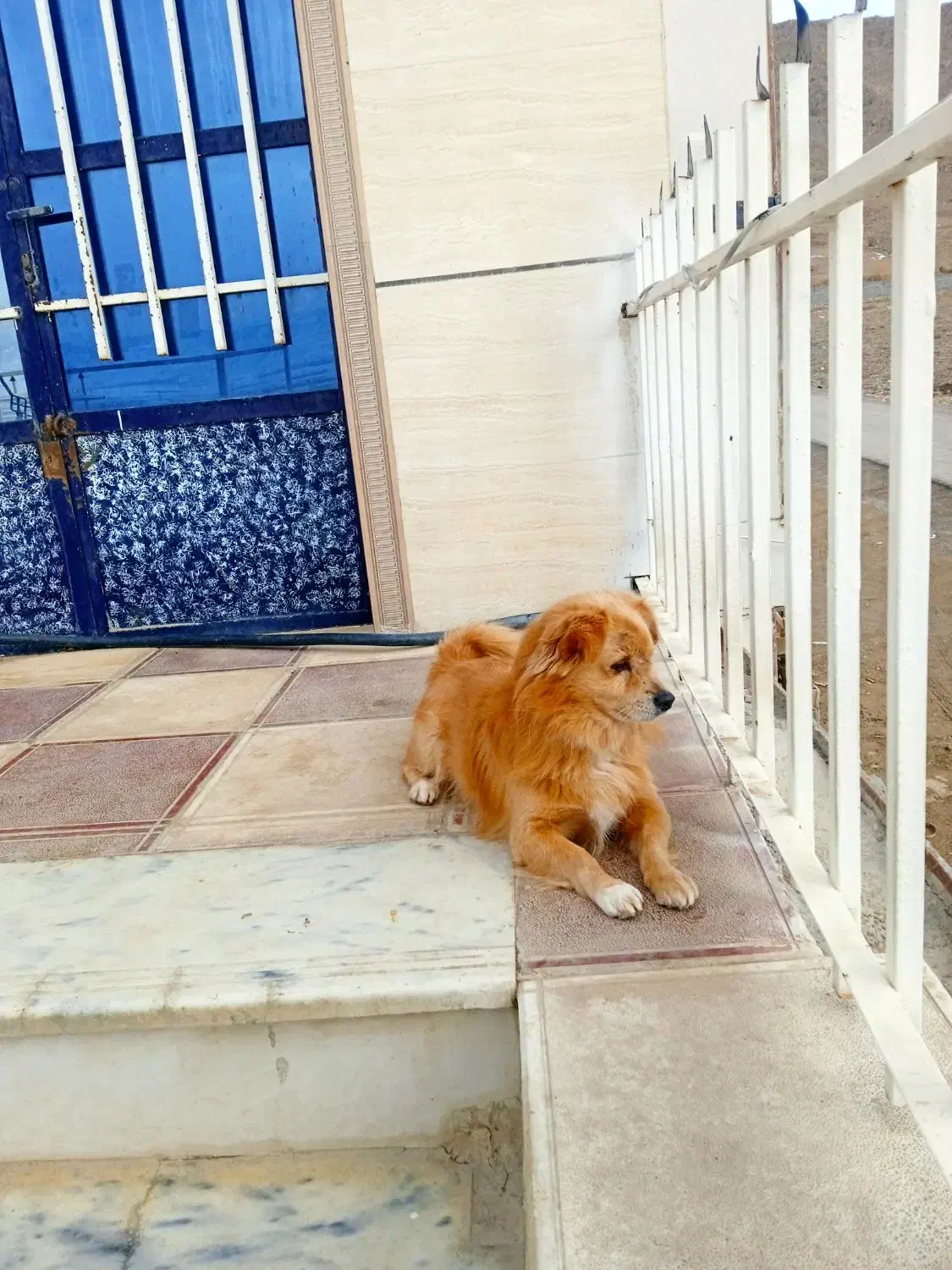 پاکوتاه|سگ|بجنورد, |دیوار