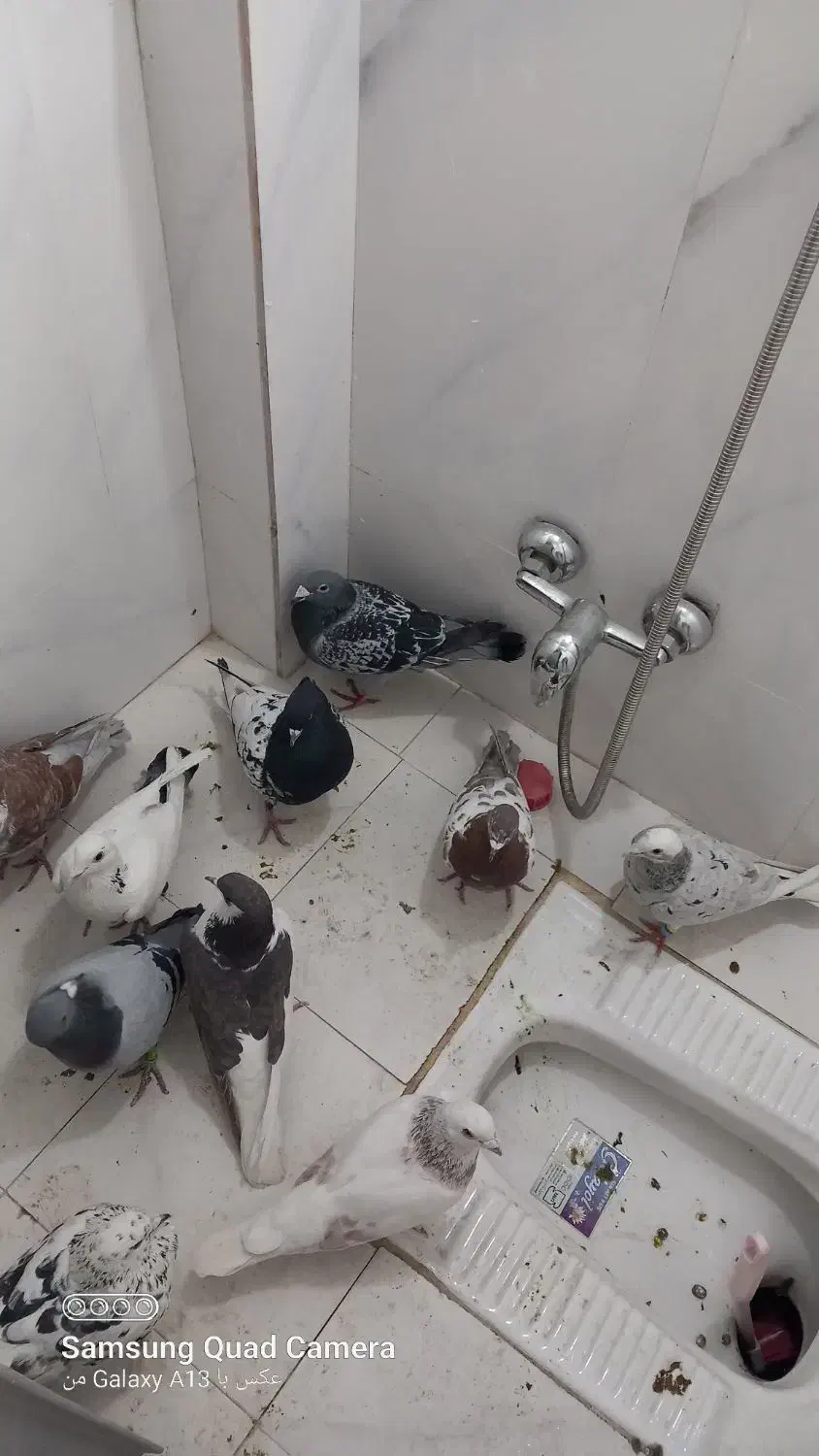 کبوتر|پرنده|ملکآباد, |دیوار