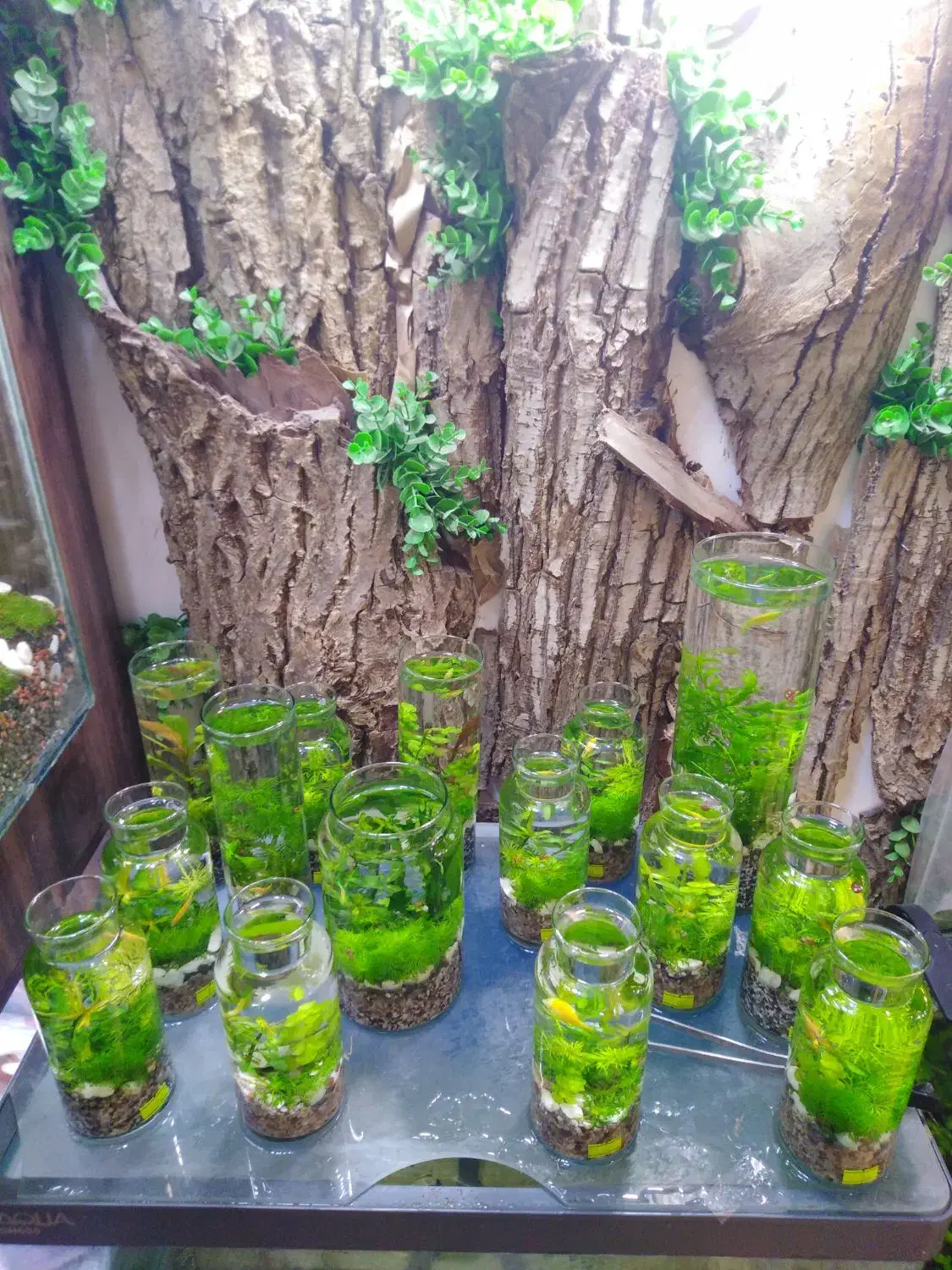 تراریوم|گل و گیاه طبیعی|قم, دورشهر|دیوار