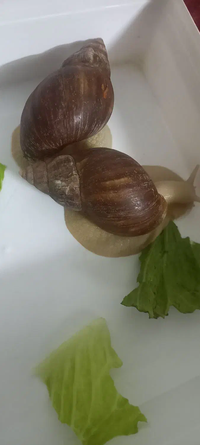 حلزون|خزنده|دورود, |دیوار