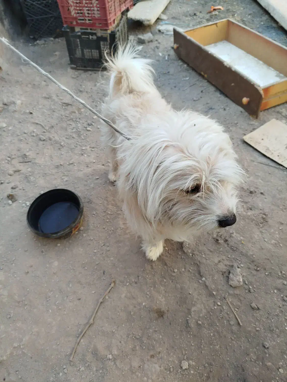 سگ پا کوتاه خانگی|سگ|تاکستان, |دیوار