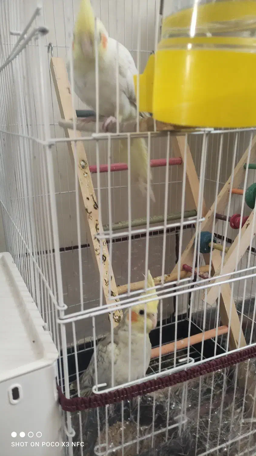 عروس هلندی مولد|پرنده|بجنورد, |دیوار