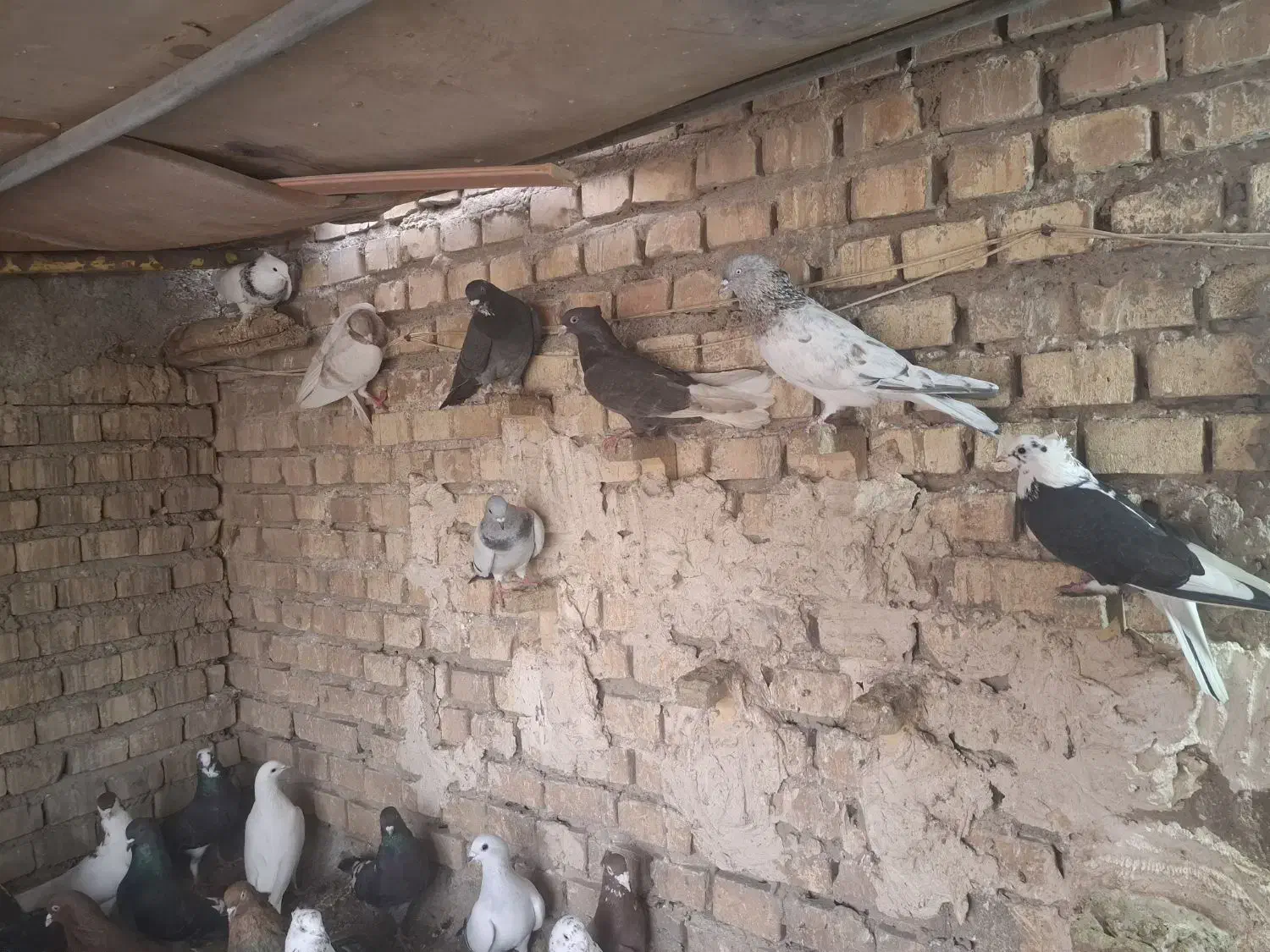 پرنده|پرنده|اهواز, بیست متری شهرداری|دیوار