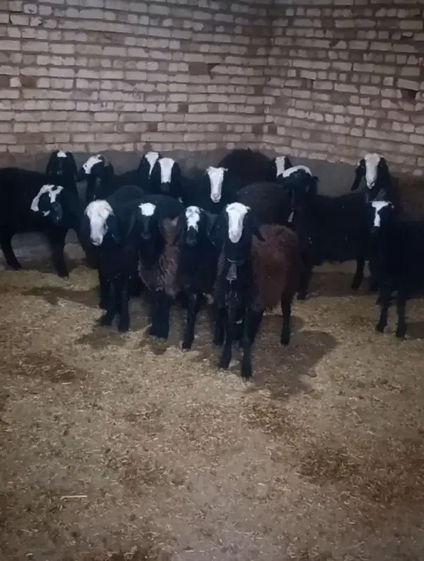 گوسفند ژن دار عتیقه شال بره ماده میش قوچ|حیوانات مزرعه|شیراز, آبیاری|دیوار