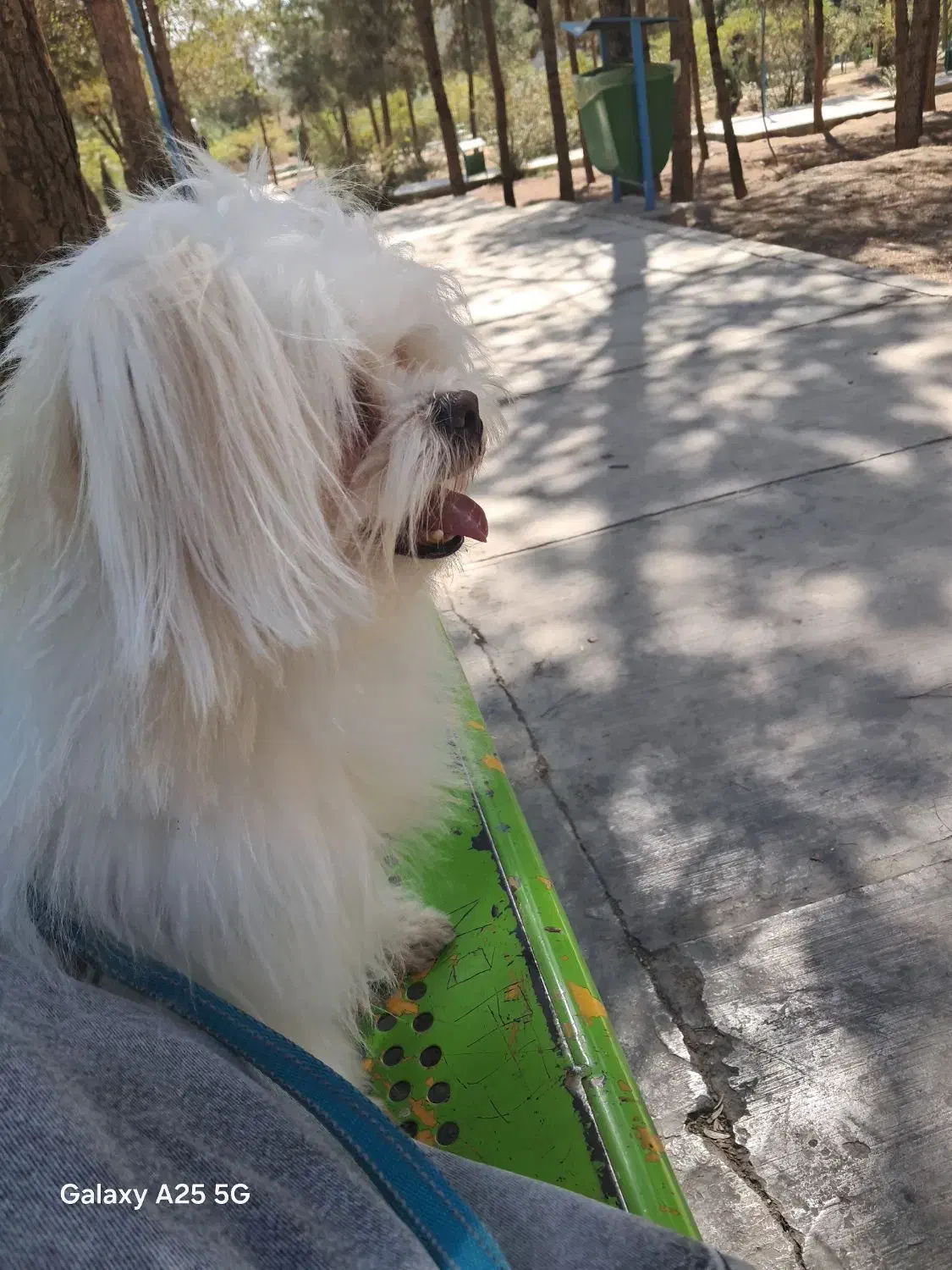 سگ نژاد مالتیز|سگ|خمینیشهر, |دیوار