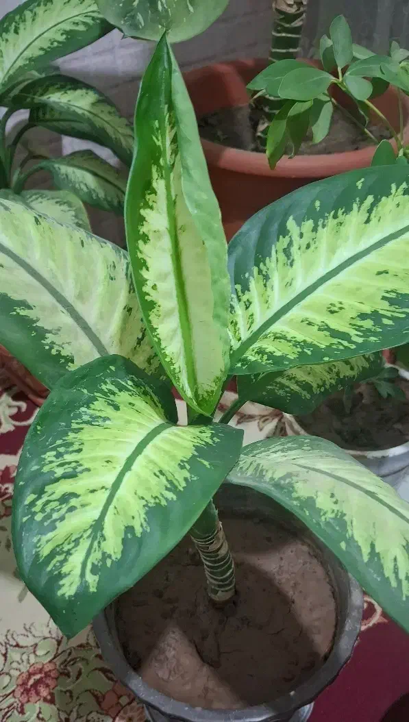 چند نوع گل|گل و گیاه طبیعی|قزوین, |دیوار