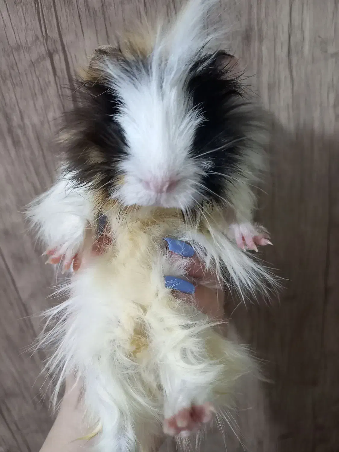 خوکچه هندی|موش و خرگوش|قزوین, |دیوار