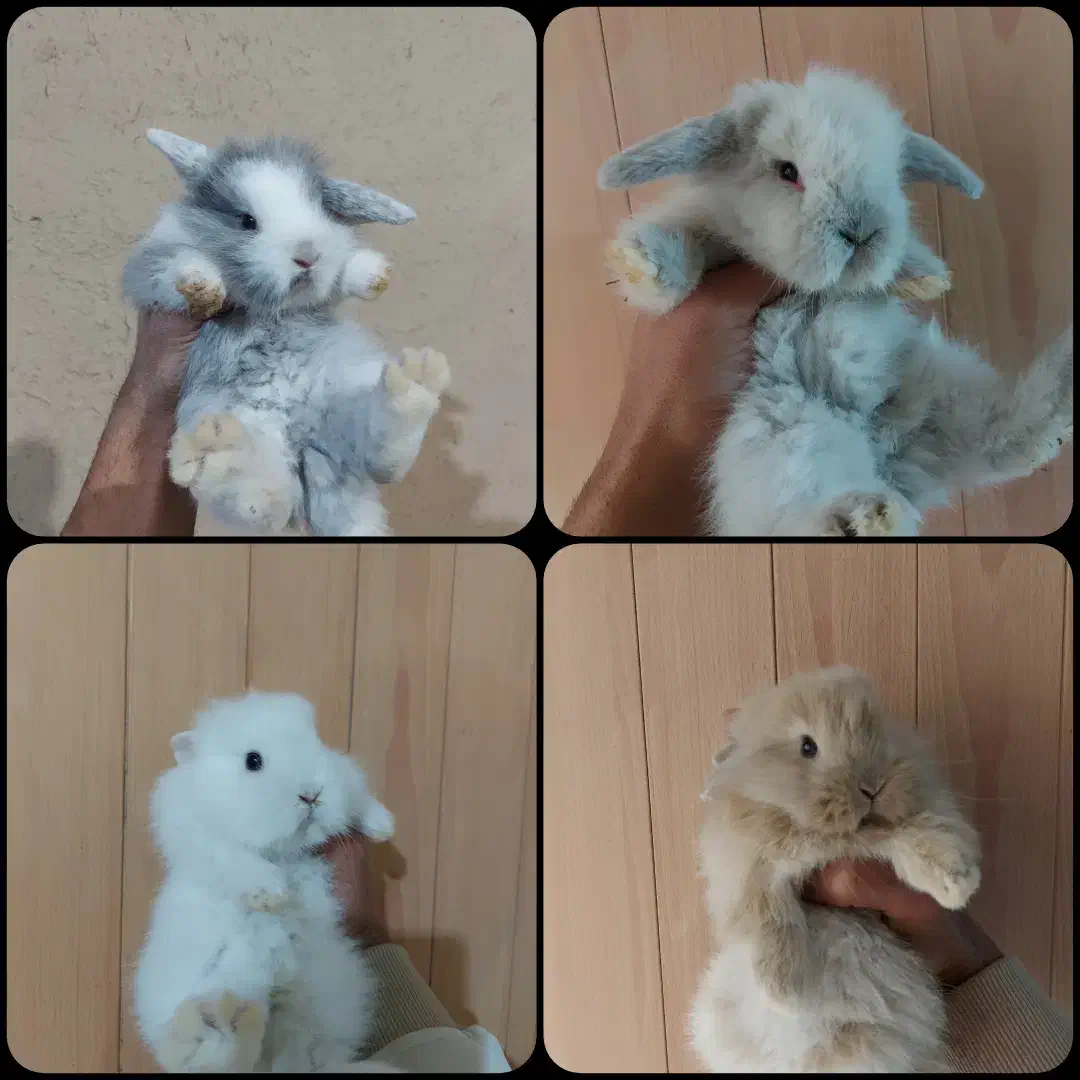 پرورشگاه خرگوش مینی لوپ/خوکچه هندی|موش و خرگوش|نجف‌آباد, کهریزسنگ|دیوار