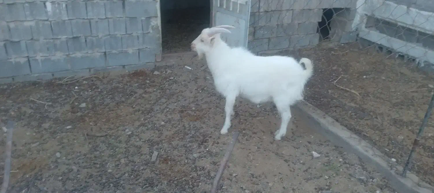 یک راس بزغاله نر سانن|حیوانات مزرعه|فردوس (خراسان), |دیوار