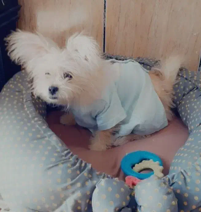 دوتا سگ گم شده|حیوانات|قم, قلعه کامکار|دیوار