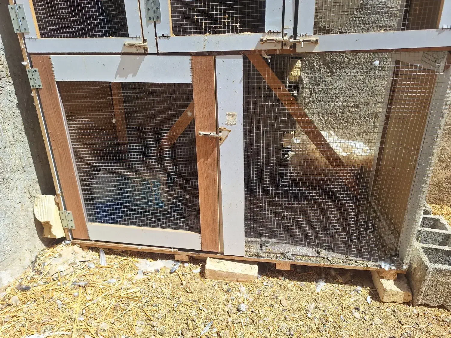 قفس جفت کن کبوتر|لوازم جانبی حیوانات|اصفهان, ارغوانیه|دیوار