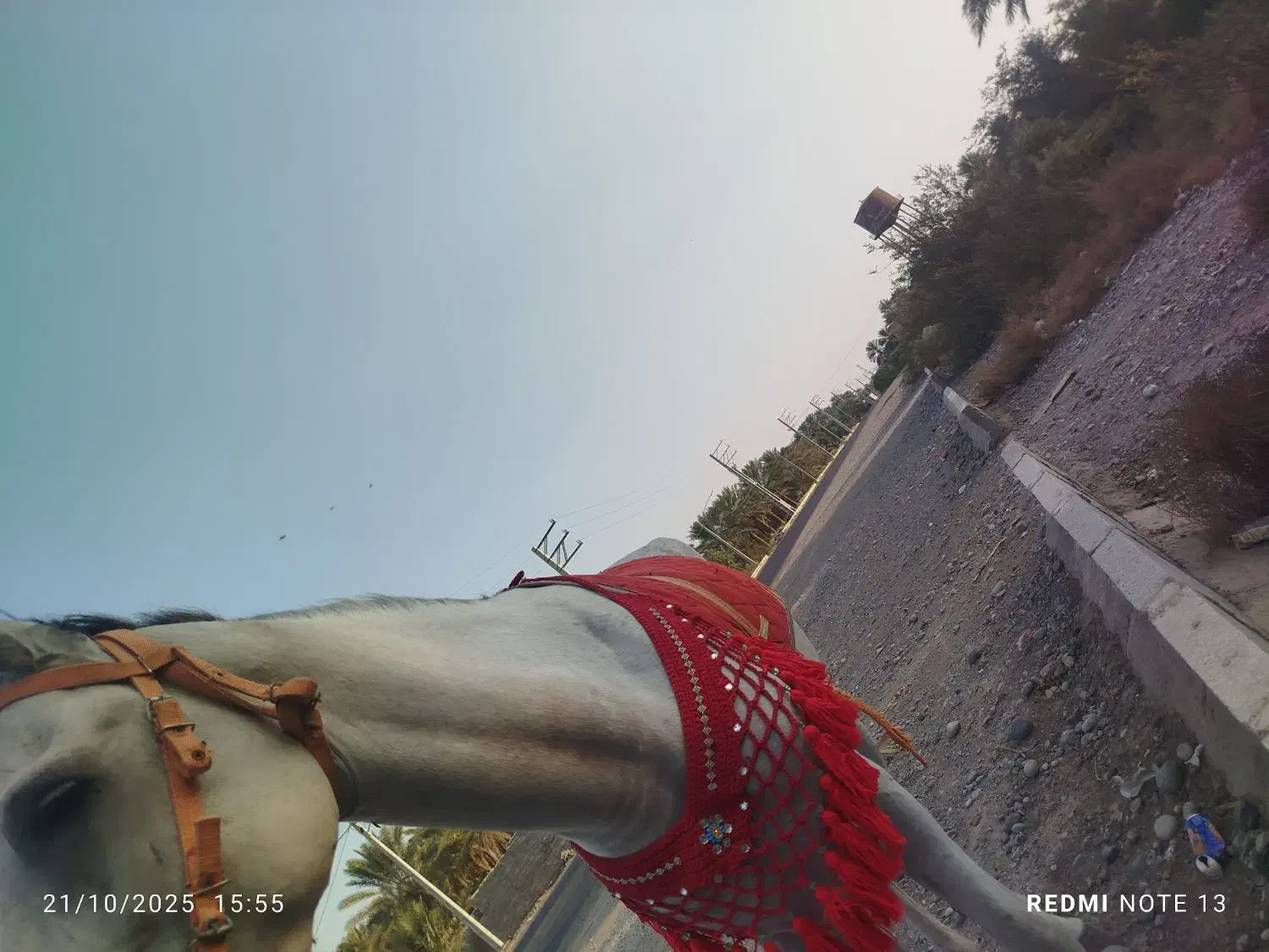 اسب|اسب و تجهیزات اسبسواری|جیرفت, |دیوار