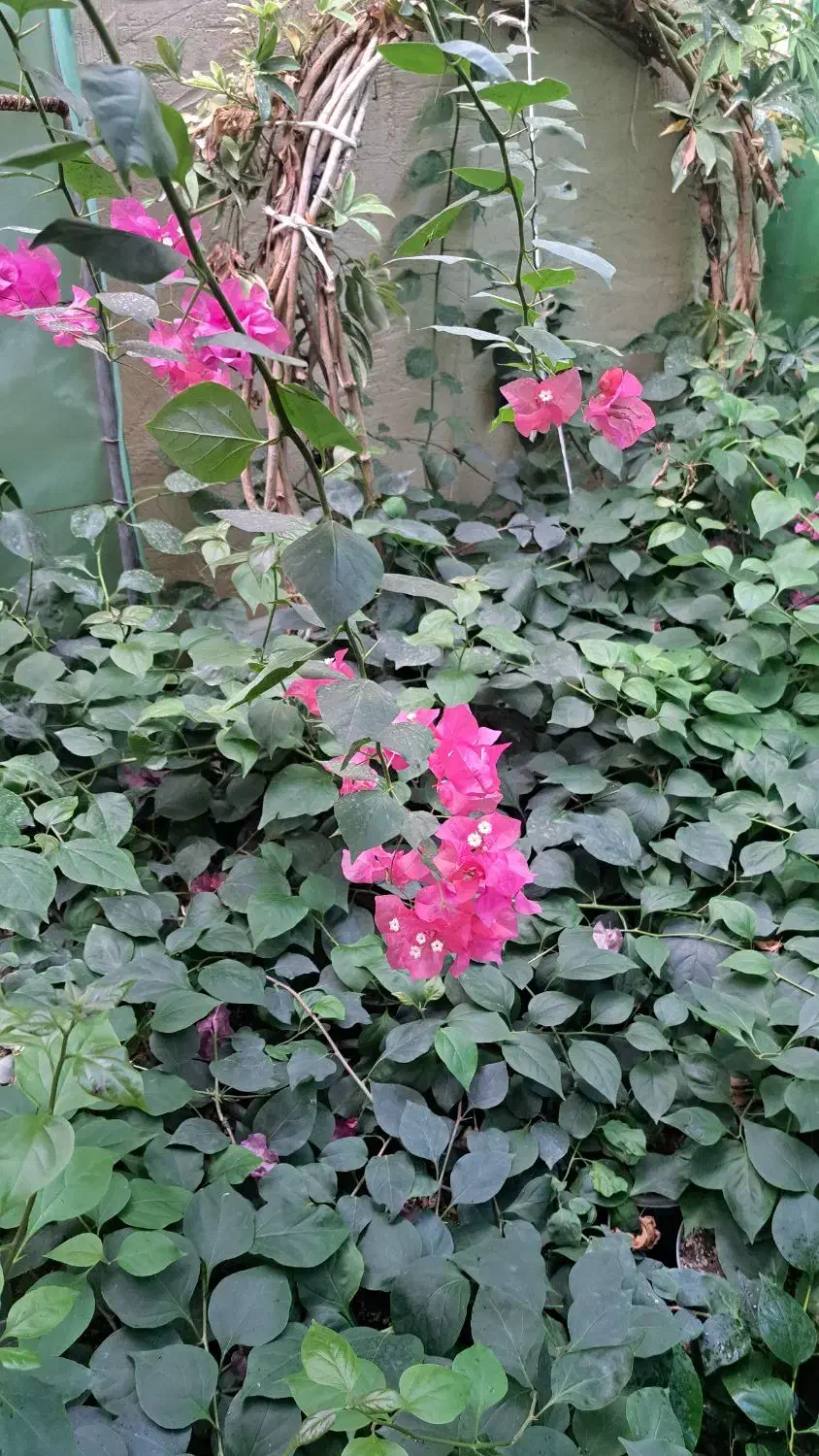 تولید و فروش تعداد زیاد گل کاغذی|گل و گیاه طبیعی|خلیل آباد, |دیوار