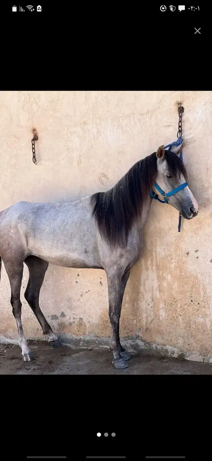 اسب مادیان ابستن|اسب و تجهیزات اسب‌سواری|یزد, |دیوار