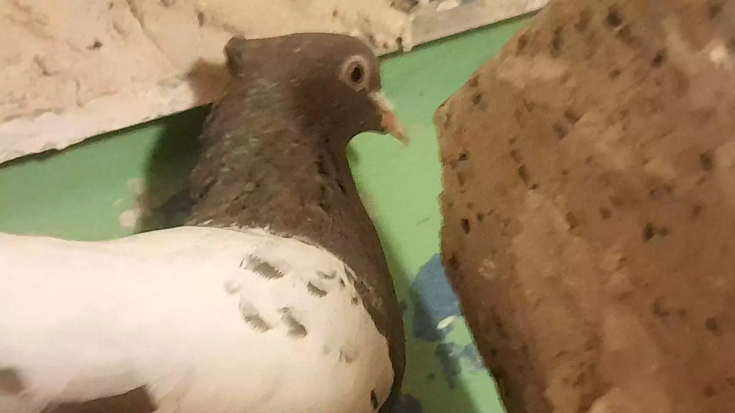 المانی|پرنده|نیشابور, ده حلاج|دیوار