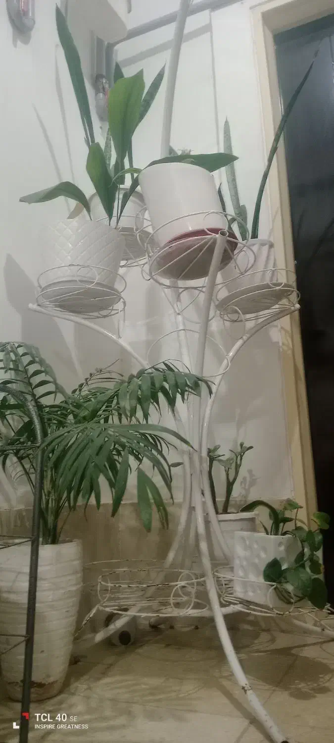 پایه گل|گل و گیاه طبیعی|پاکدشت, پارچین|دیوار