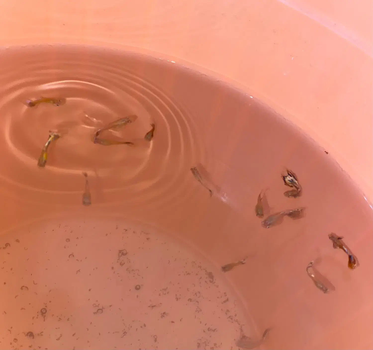 ماهی|ماهی|نسیمشهر, |دیوار