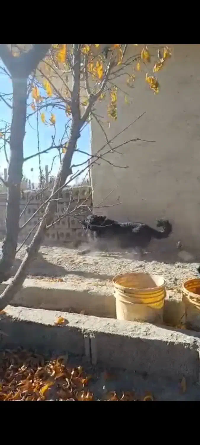 واگذاری|سگ|پیر بکران, |دیوار