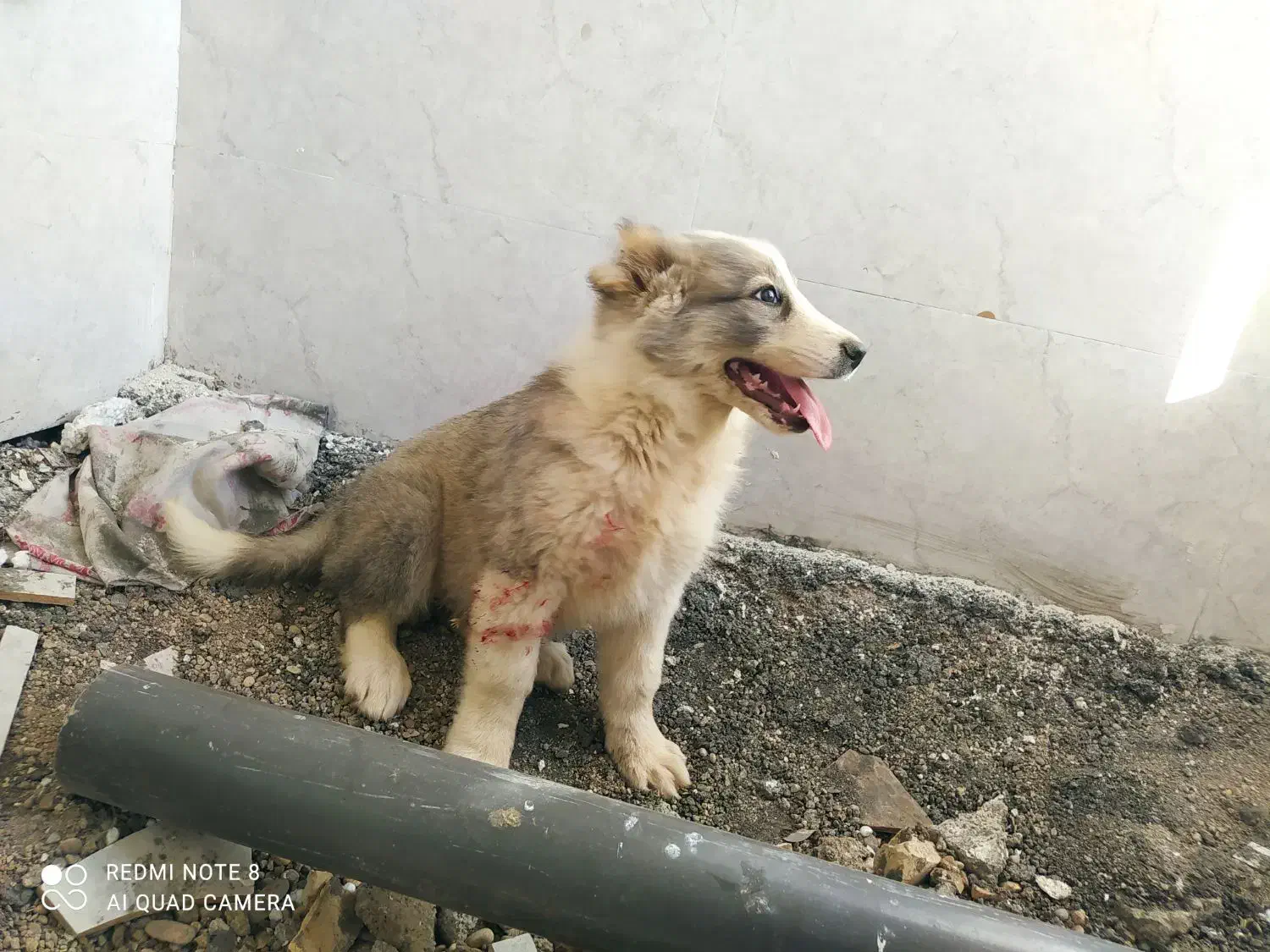 توله سگ|حیوانات|دزفول, |دیوار