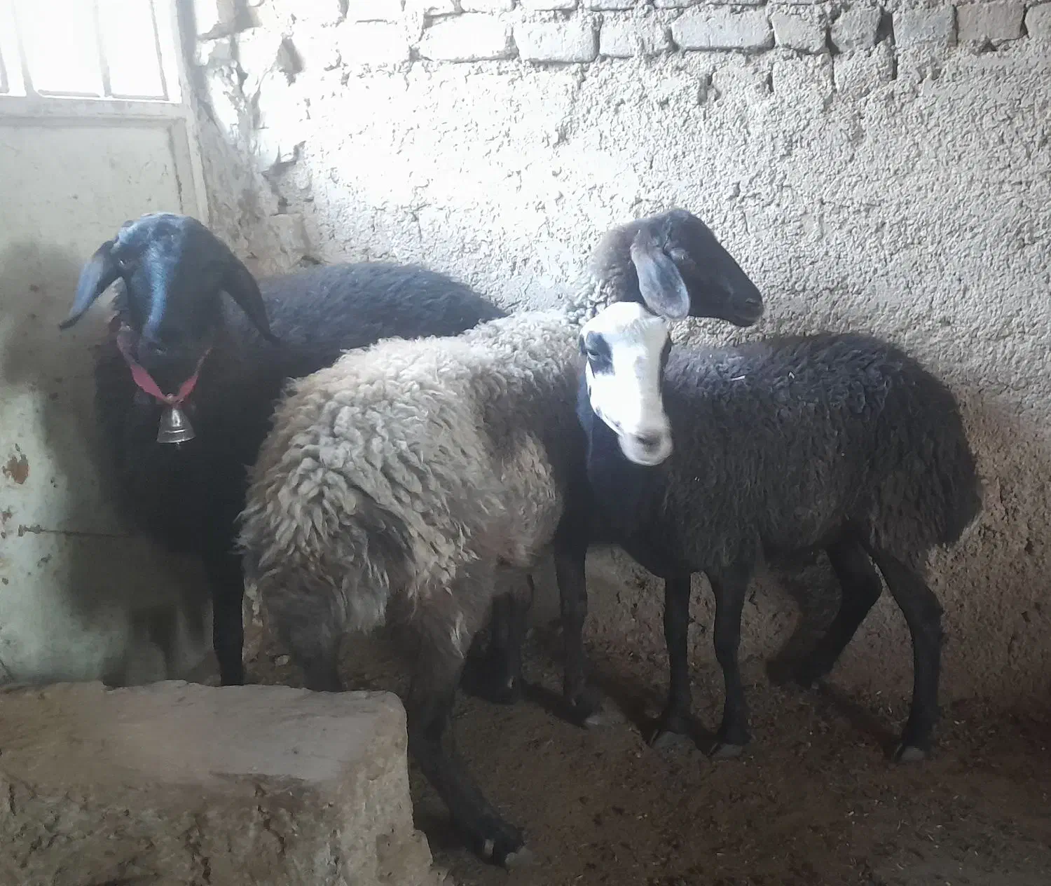 ۱۵۵۰۰۰۰۰|حیوانات مزرعه|گرمسار, |دیوار