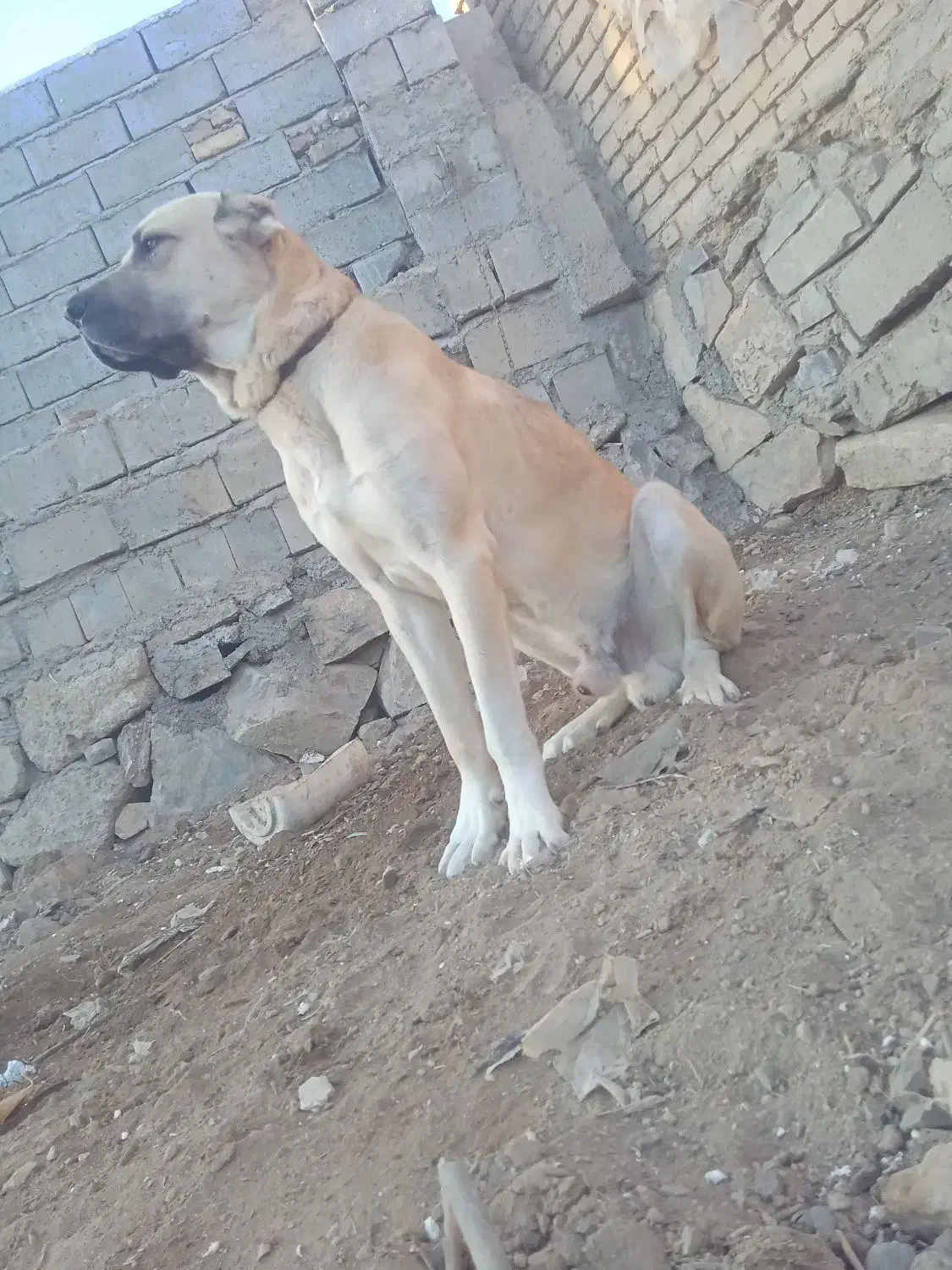 توله سگ سرابی|سگ|مراغه, |دیوار
