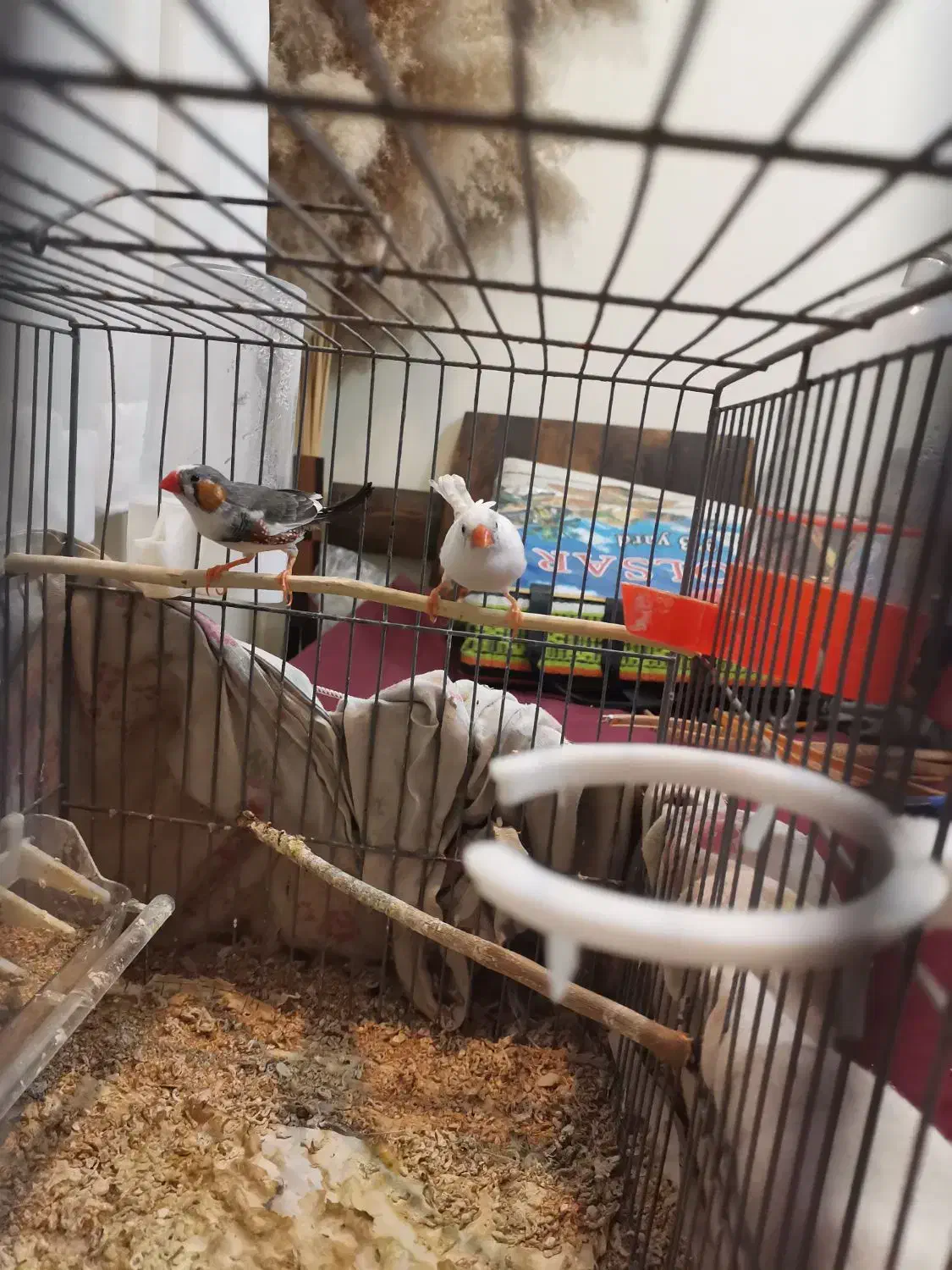 فنچ|پرنده|شهریار, شهرک شاهد|دیوار