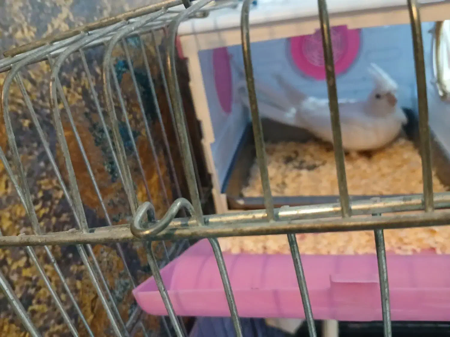 عروس هلندی جفت|پرنده|پاکدشت, پاکدشت (مامازند)|دیوار