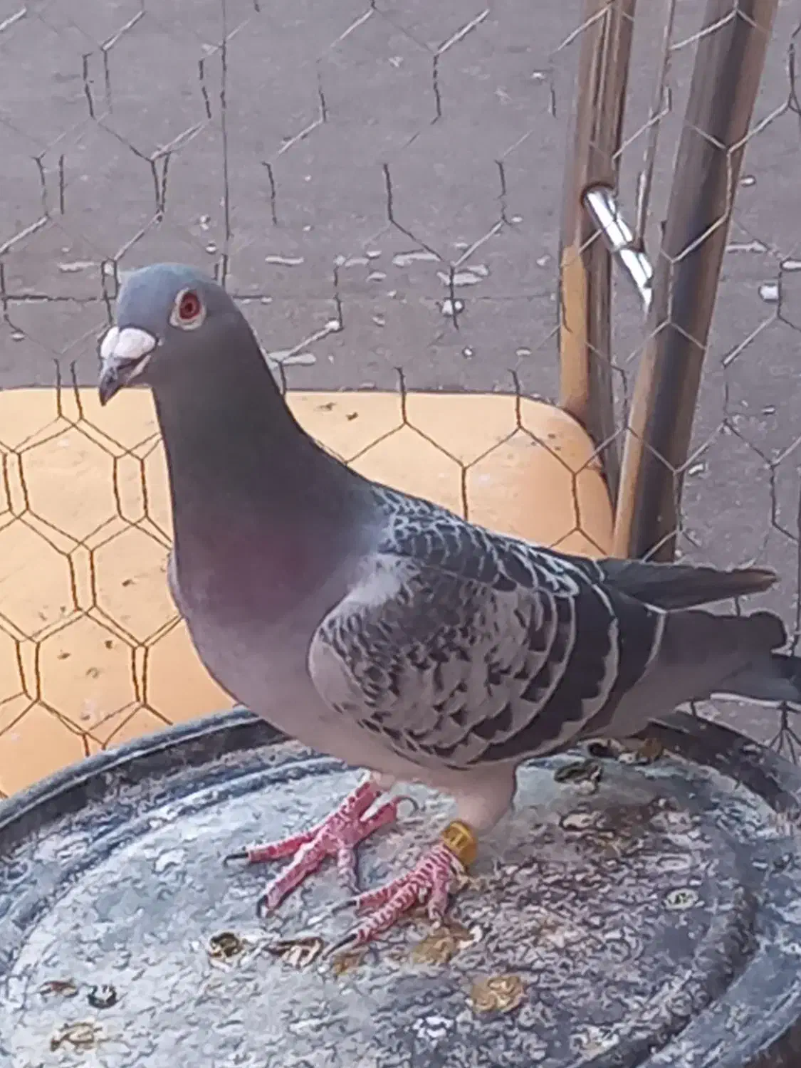 کبوتر|پرنده|خوی, |دیوار