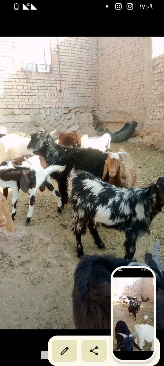 بزغاله نر|حیوانات مزرعه|فیروزه, |دیوار