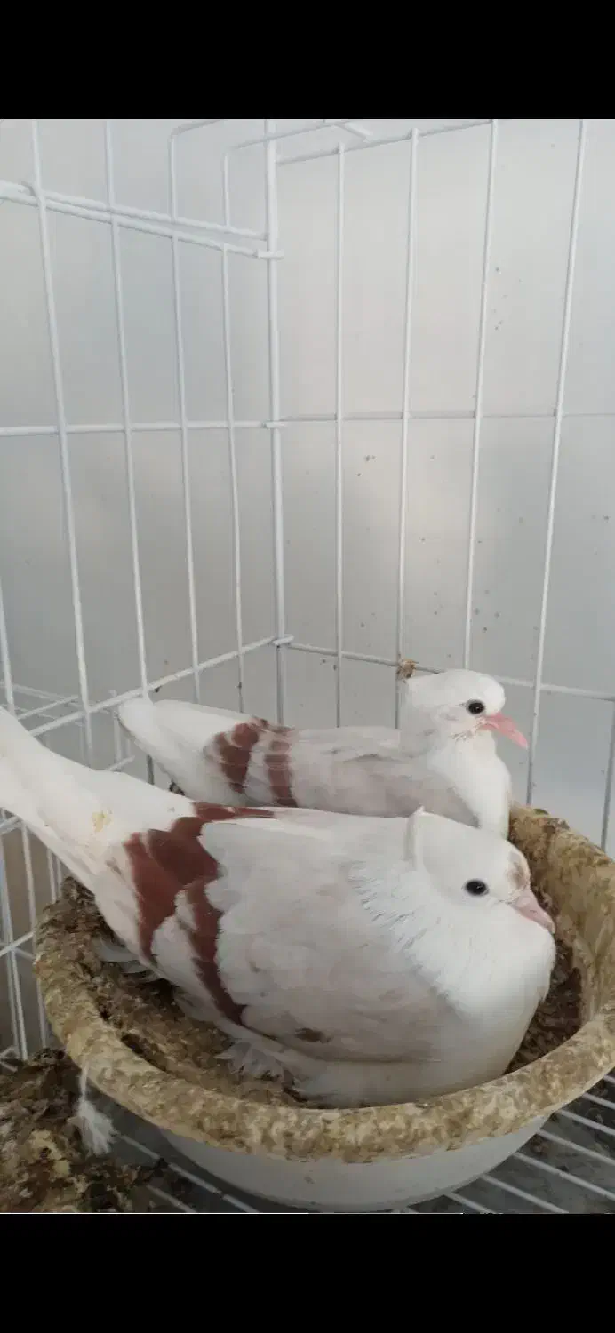 کبوتر رنگی|پرنده|مهر, |دیوار