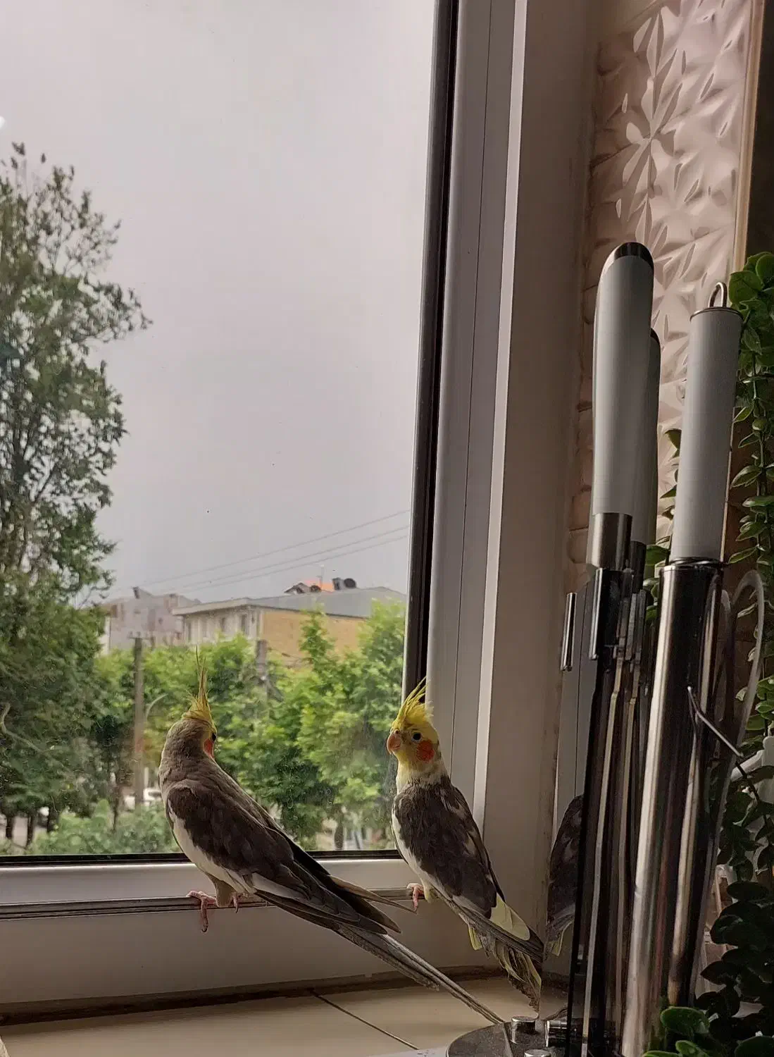 عروس هلندی|پرنده|لاهیجان, یحی آباد|دیوار