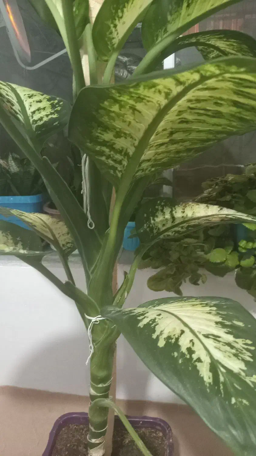 گل دیفن|گل و گیاه طبیعی|قروه, |دیوار