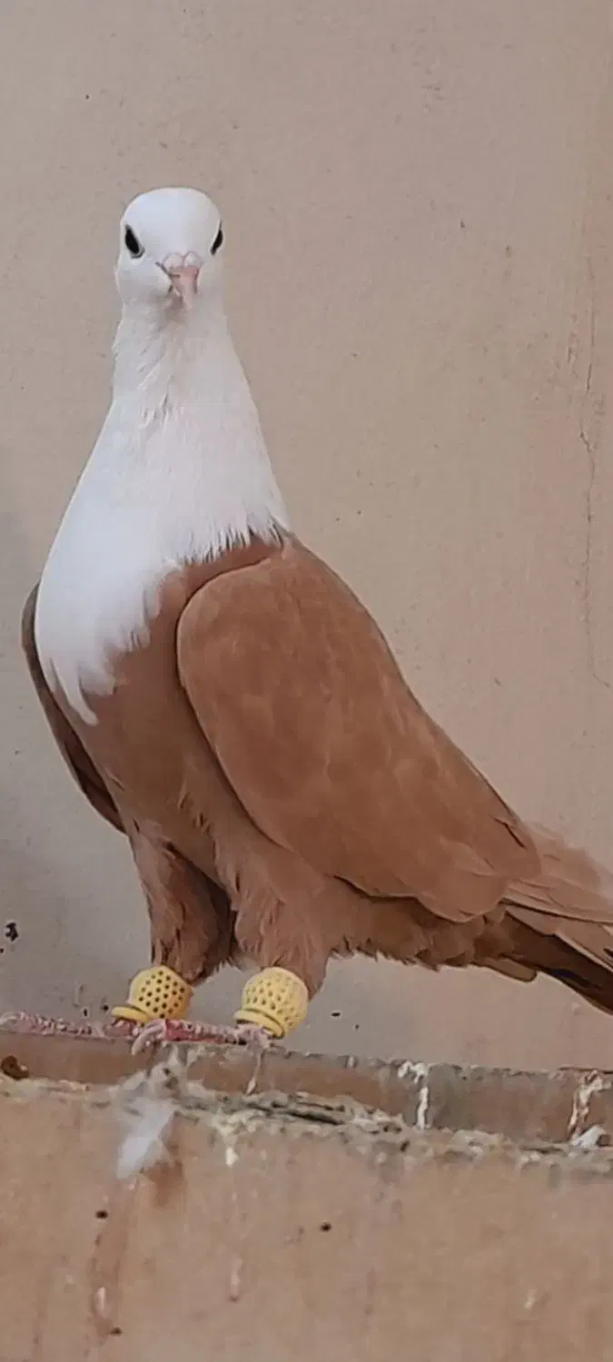 کلاغ کربلایی وساده سرخ کاکلی اس اس|پرنده|مشهد, انقلاب|دیوار