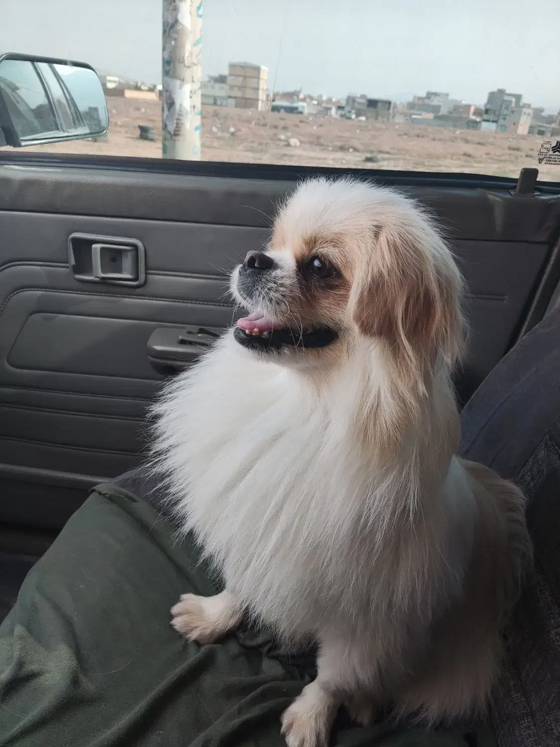 فروش سگ پاکوتا|سگ|جلفا, |دیوار