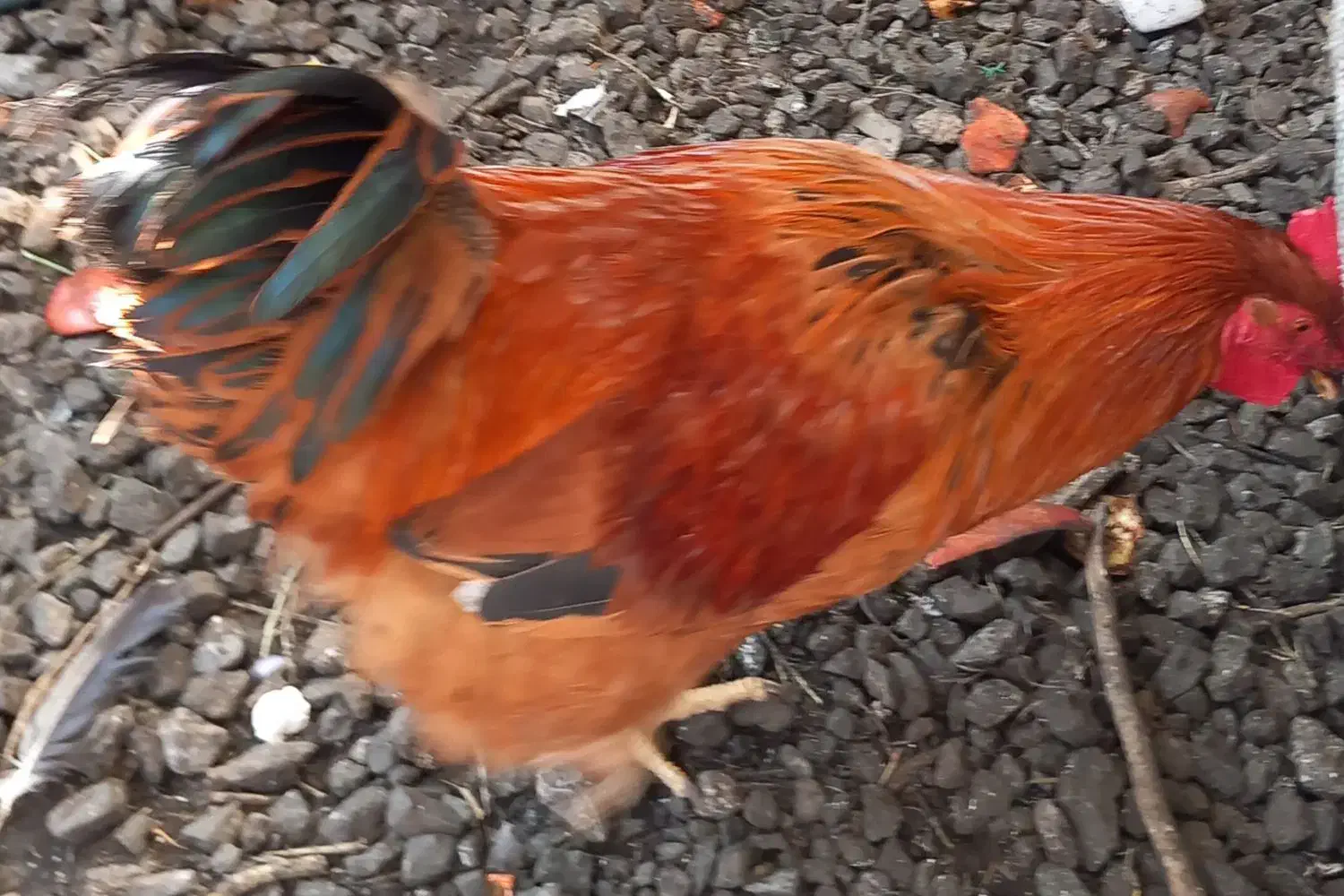 خروس|حیوانات مزرعه|ماسال, |دیوار